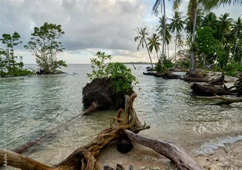 Sea level rise - uprooted palm trees, coastal erosion Solomon Islands ...