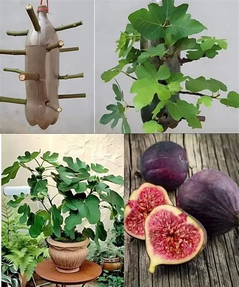 Home & garden - Guide on How to Water Plants for a Month at No Cost ...