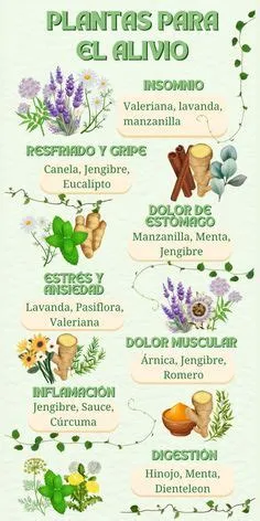 Wall germander blooming Photo:Native Sun | Perennial herbs, Perennials ...