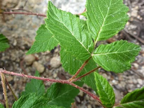 Rubus Idaeus Leaf