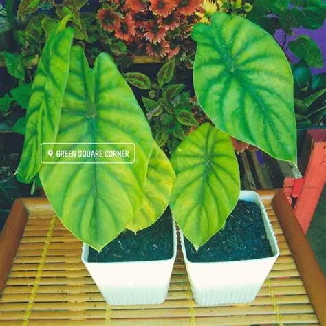 Alocasia Green Shield | Green Square Corner