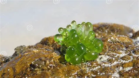 Bubble Algae, Valonia Ventricosa, on Fijian Beach Stock Image - Image ...
