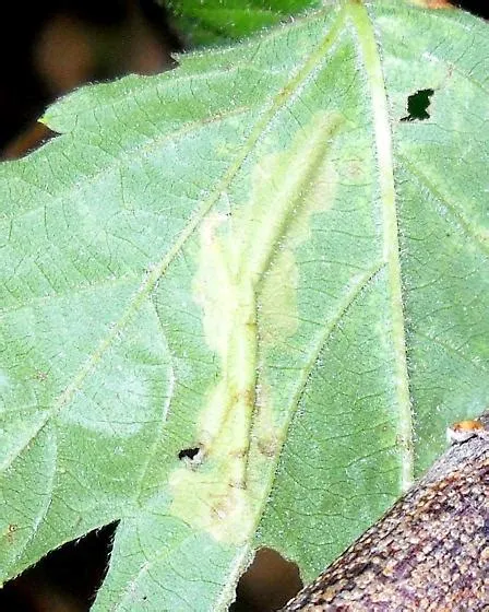 Rubus Leaf Miner ID Request - Coptotriche aenea - BugGuide.Net