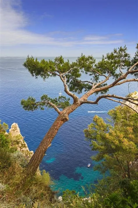 Mediterranean Sea with Alone Boats on Blue Water, Maritime Pine and ...
