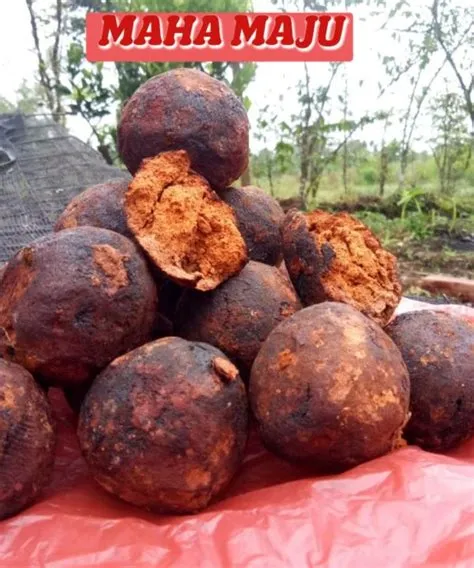 COD GETAH GAMBIR SIRIH MEDAN MAHA BUNGA GOTA GAMBIR DEMBAN | Lazada ...