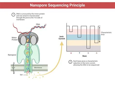 Oxford Nanopore Sequencing: Principle, Protocol, Uses, Diagram