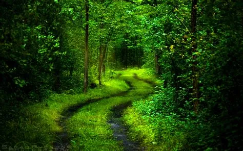 Forest Path Wallpaper - WallpaperSafari
