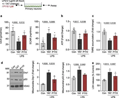 文献解析|脓毒性脑病中动力相关蛋白1（Drp1）介导的线粒体功能障碍对血脑屏障损伤的作用机制