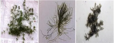 Valonia aegagropila cladophora rupestris see? eg tes sa ssts