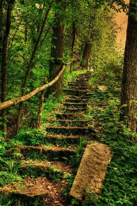 Astonishing Photos of Paths in the Forest