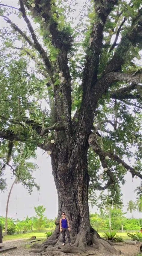 Phi.Na.3's - Bitaog Common Name: Bitongol, Bitaog Local... | Facebook