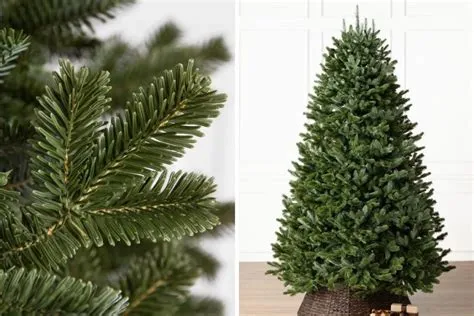 Difference Between Pine Tree And Christmas Tree at Kaitlyn Fitzhardinge ...