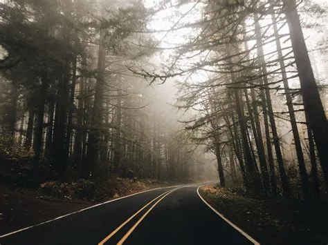 A road through a foggy forest in Oregon
