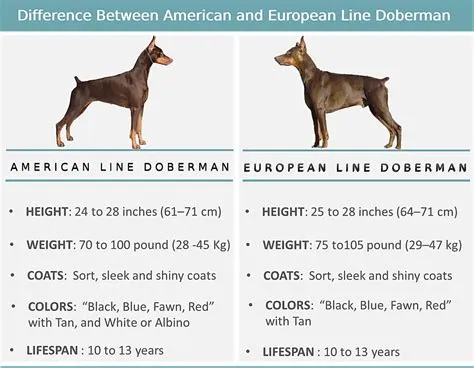 Doberman Vs Pinscher Doberman Breed Information Guide: Traits & Care
