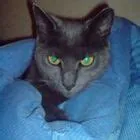 di Jill Elvy su Nature | Animali, Scimmia