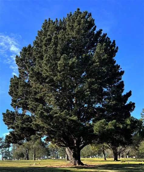 Pinus Radiata – Monterey Pine for Timber and Coastal Gardens | Nursery ...