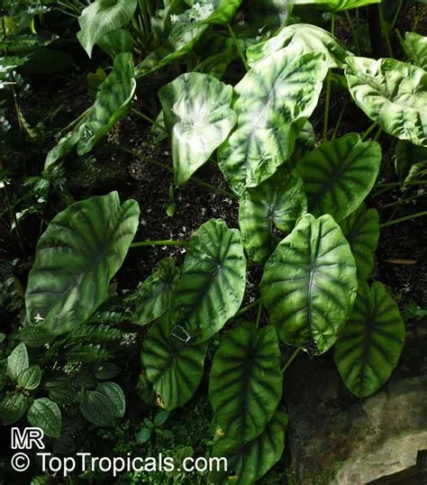 Alocasia clypeolata (Common name: Green Shield Alocasia) | Top ...