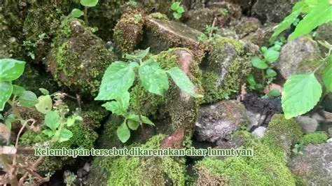 Pelapukan biologis-pelapukan batuan oleh Tumbuhan Lumut || Tugas ...