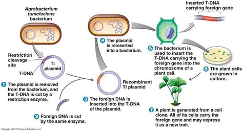 agrobacterium as a gene vector