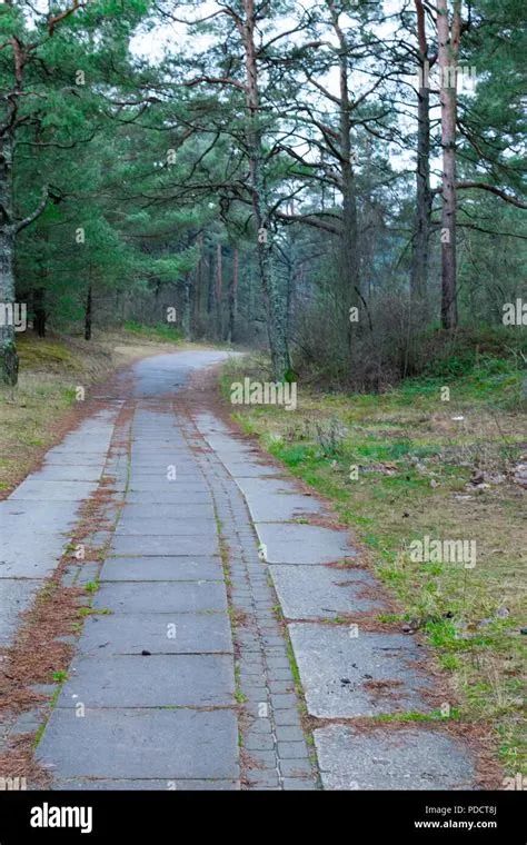 lonely concrete road is the way through the pine forest Stock Photo - Alamy