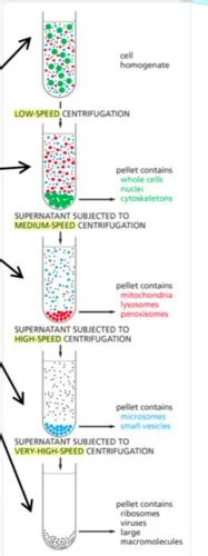 PDBIO 360 - Approaches Flashcards | Quizlet