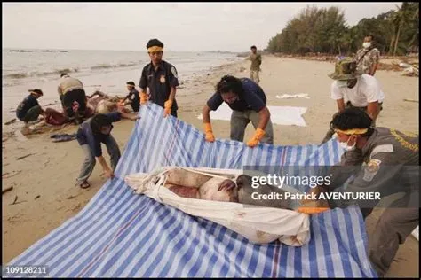 Aftermath Of The Tsunami That Hit The Khao Lak Bay, Thailand. On ...