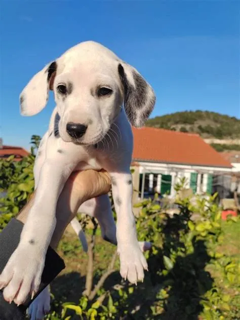 Dalmatinski pas (Dalmatiner) štenci