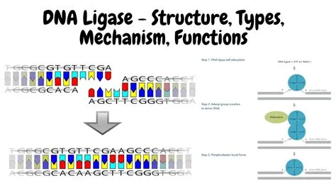 DNA Sequencing - Definition, Principle, Steps, Types, Applications ...