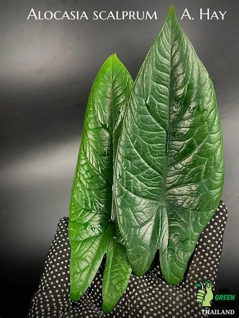 Alocasia scalprum