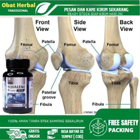 Jual Obat Pelumas Tulang Dan Sendi, Penguat Tulang Dan Sendi - Bio ...