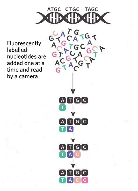 How Many Types Of Sequencing Are There at Imogen Parry-okeden blog