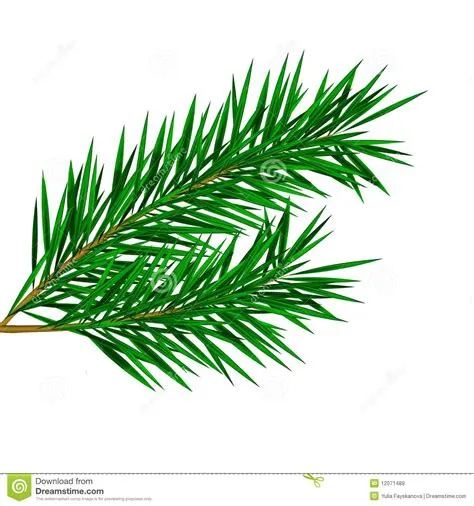 Fir needles clipart 20 free Cliparts | Download images on Clipground 2024
