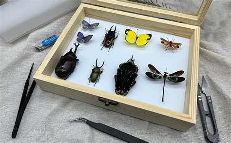 Amazon.com: Making Insect Specimen Tools Kit - Insect Pins, Shadow Box ...