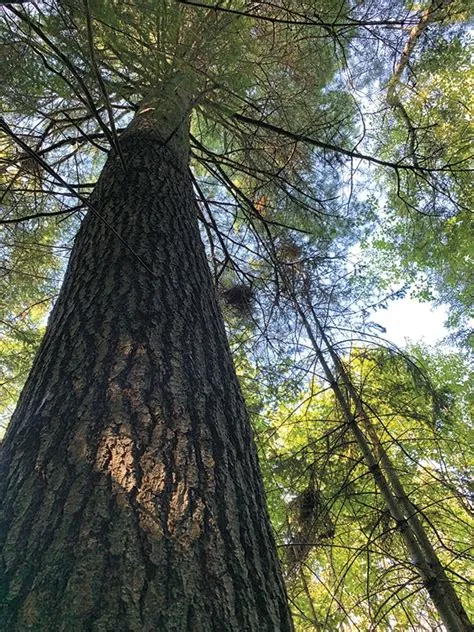 Le pin blanc, arbre patrimonial