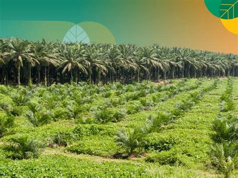 Daftar Provinsi dengan Perkebunan Kelapa Sawit Terbesar di Indonesia ...