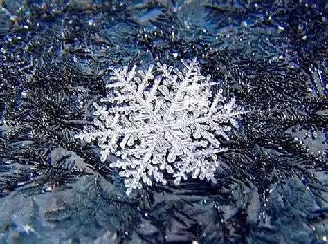 13 Perfect Snowflakes Captured in Photos | Fractals in nature, Fractal ...