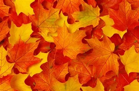 Fall Wall Murals | Limitless Walls - Wall Design Blog