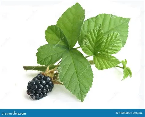 Blackberry (Rubus Fruticosus) Stock Image - Image of white, background ...