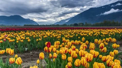 7 most beautiful and famous gardens in India for nature lovers | Travel