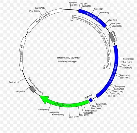 Restriction Map Plasmid Vector PUC19 PGLO, PNG, 1200x1164px ...