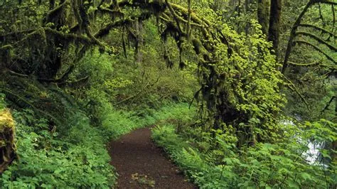 Oregon Forest Wallpapers - Top Free Oregon Forest Backgrounds ...