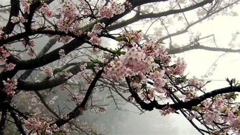 by ᨳ bulan ୭ ˚. on ༘⋆ ⋆.⋆˚࿔ o in 2025 | Cherry blossom wallpaper ...