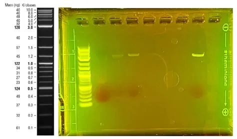Engineering Success | HongKong-JSS - iGEM 2024