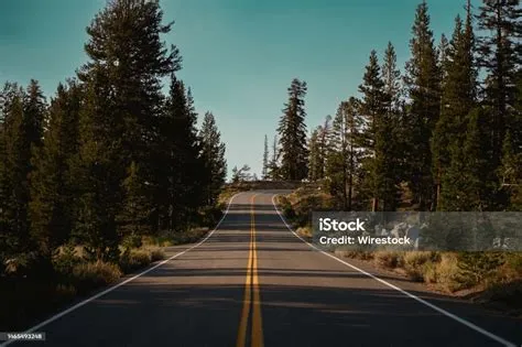 Jalan Aspal Melewati Hutan Dengan Pepohonan Rindang Yang Menerpa ...