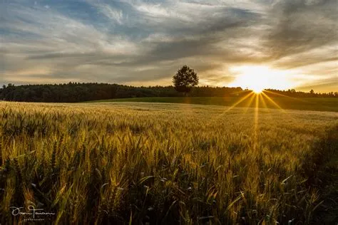 Getreidefeld Foto & Bild | landschaft, Äcker, felder & wiesen ...