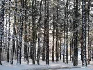 Georgia Pin Forest | Near #18 at White Oak CC | DGM885 | Flickr