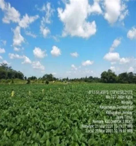 Inovasi Pengembangan UMKM Keripik Tempe di Kelurahan Jember Lor dan ...