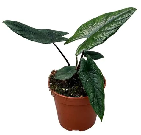 Alocasia scalprum — Mayorista de plantas FlorAccess