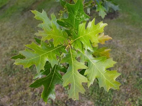 oak tree - Resources | Tree Lafayette