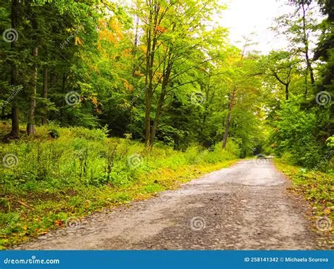 A Path through a Beautiful Forest, Stock Photo - Image of woodland ...